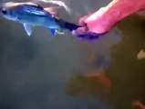 The Fish Whisperer