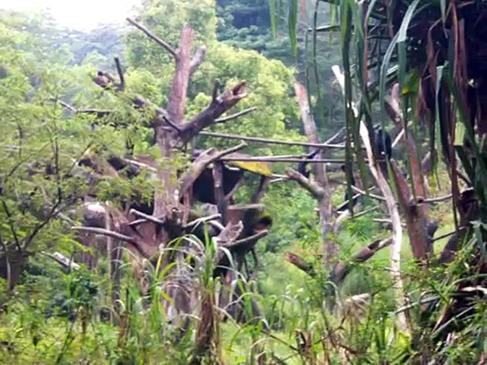 Siamang The Black Ape Part 1