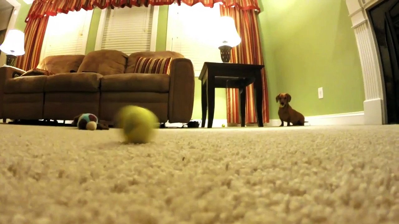 Dachshund Tennis Ball Fun