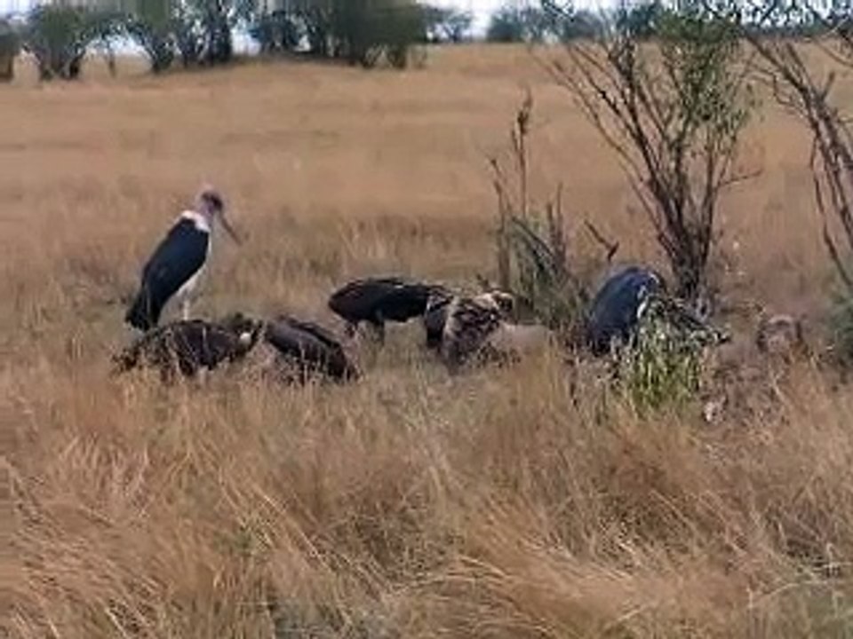 gieren aan een kadaver