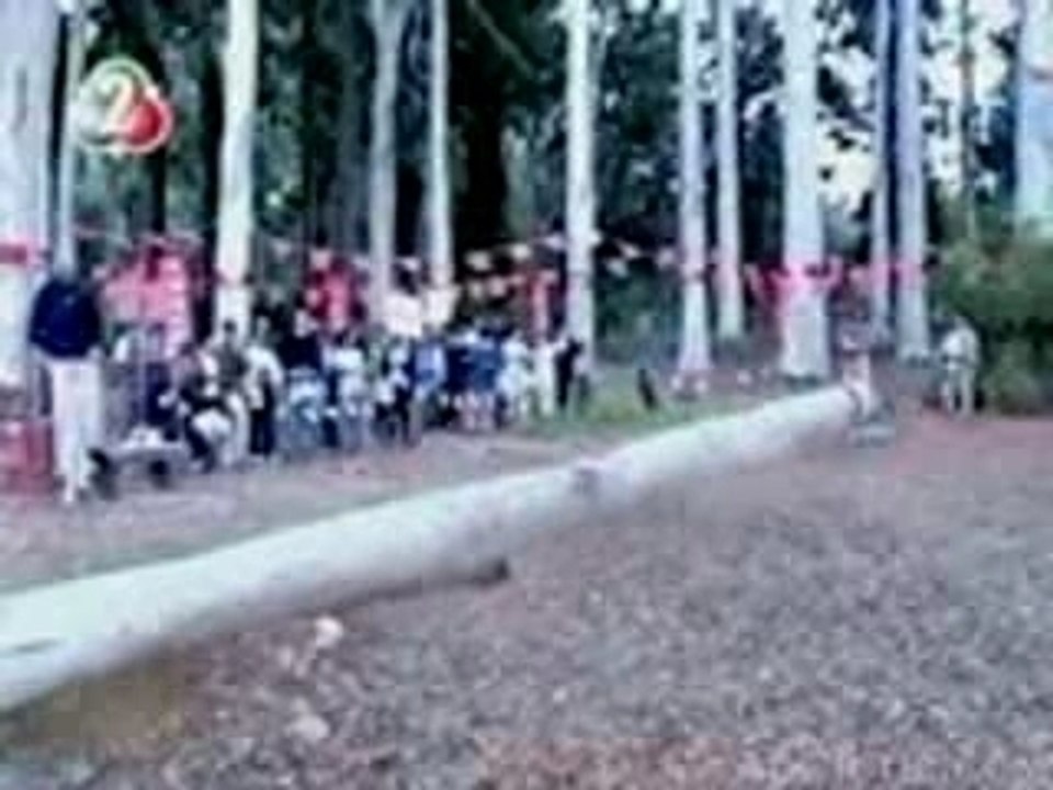 man trys to catch a falling tree