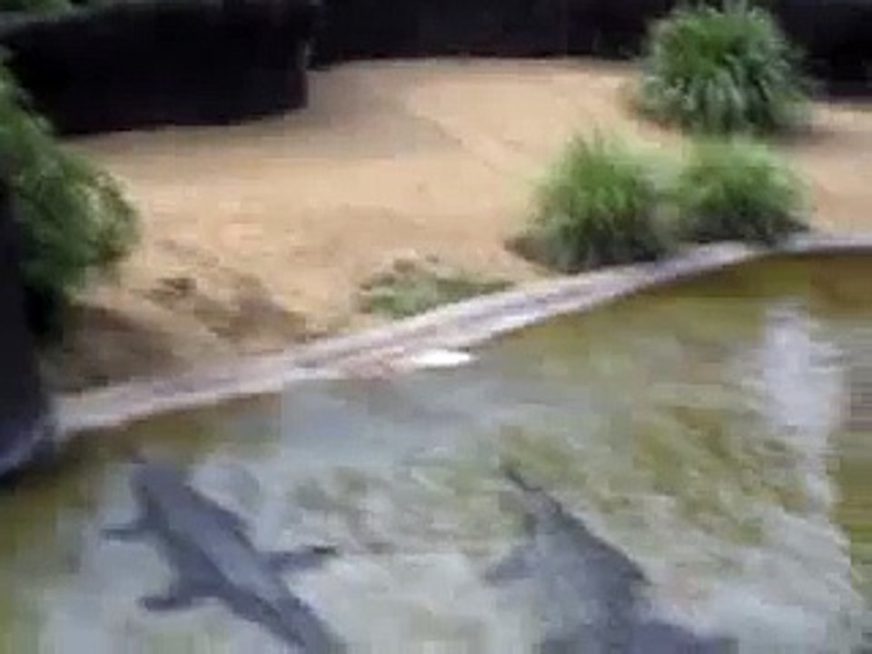 Crocodile Sharks