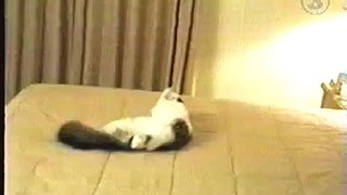 Scared Cat Hits Wall