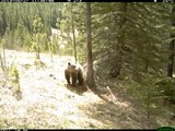 Outdoor Wildlife Cam Captures Bear Hoedown   Funny Animals
