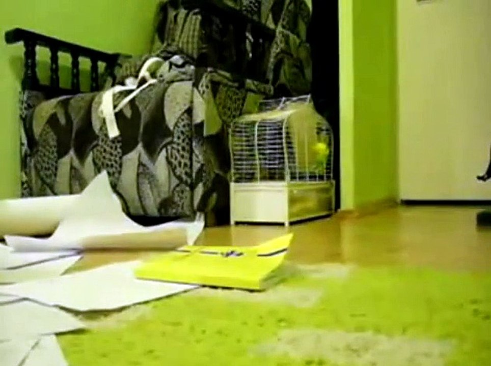 cute cat funny