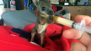 Nourrir un bປé Wallaby   le truc le plus cool du monde!