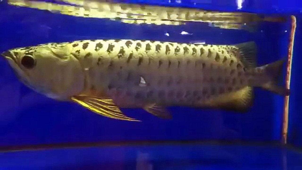 Lucky Fish Farm Golden Head and Arm XB