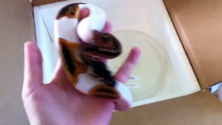 Unboxing new ball python hatchling!