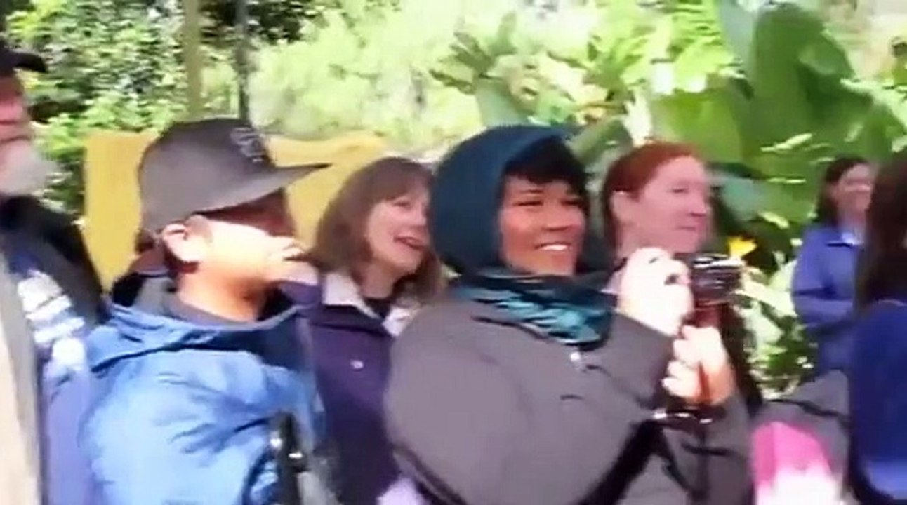 Kookaburra Call At San Diego Zoo   Funny Animals