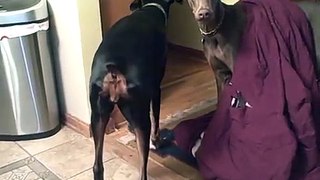 Dobermans fighting over a blanket