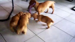 Miniature Dachshund Pups (7 weeks) & Dad play Tug of war