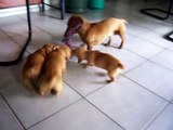 Miniature Dachshund Pups (7 weeks) & Dad play Tug of war