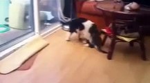 Funny Video Clips Of Animals - Funny Cat Videos Funny Animals Funny Dogs
