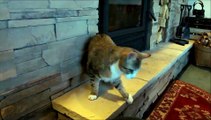 Blind Kitten Safely Climbs Down Ledge