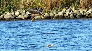 Havsörn VS Grågås  White-tailed Eagle VS Greylag Goose