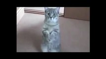 Дайте покушать !))смешные коты! смешные животные!  / fun! funny animals!  funny cats! humor!