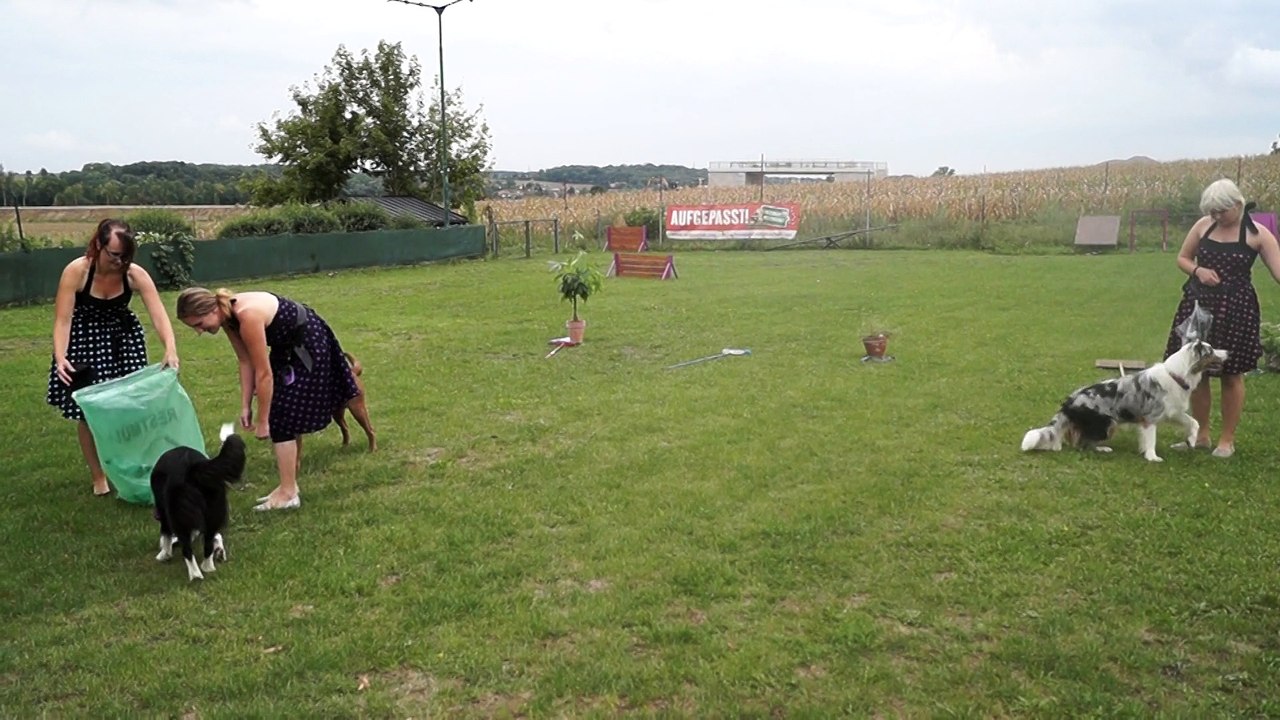 Dog Tricks Vorführung
