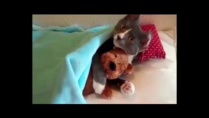 Моя любимая игрушка !))смешные коты! смешные животные!  / fun! funny animals!  funny cats! humor!