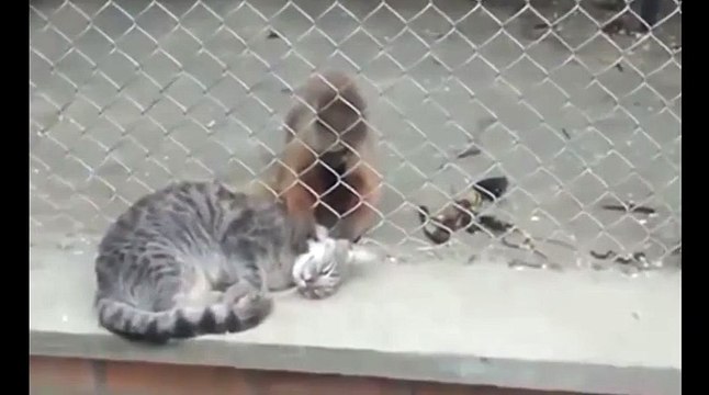 Массажист!)))смешные коты! приколы! смешные животные! / fun! funny animals! funny cats! humor!