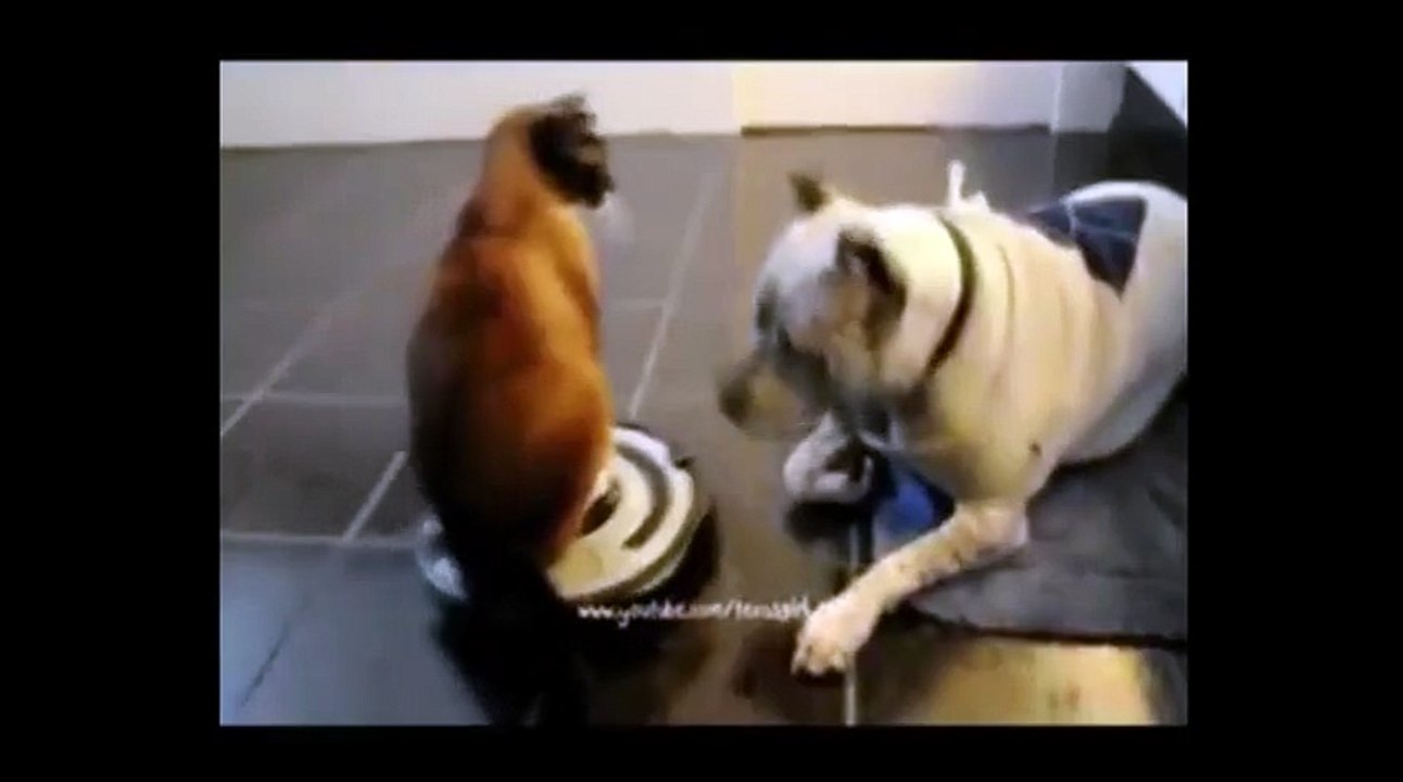 Достану  получишь !)) смешные коты!  смешные животные!  / fun! funny animals!  funny cats! humor!