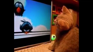 Котенок и мультик !))смешные коты! смешные животные!  / fun! funny animals!  funny cats! humor!