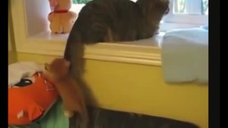 Победить хвост!))смешные коты! приколы! смешные животные!  / fun! funny animals!  funny cats! humor!