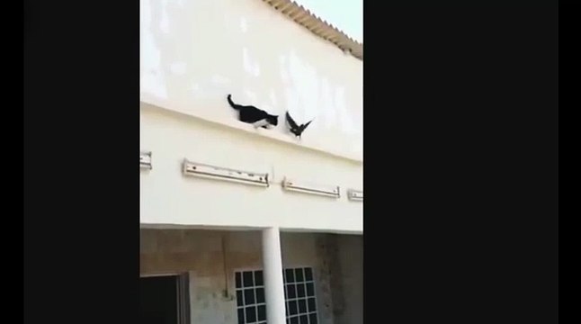 Неудачная охота !))смешные коты! смешные животные! / fun! funny animals! funny cats! humor!