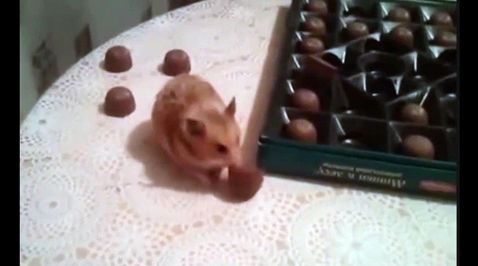 ⁣Маленькая домохозяйка !))смешные коты!  смешные животные!  / fun! funny animals!  funny cats! humor!