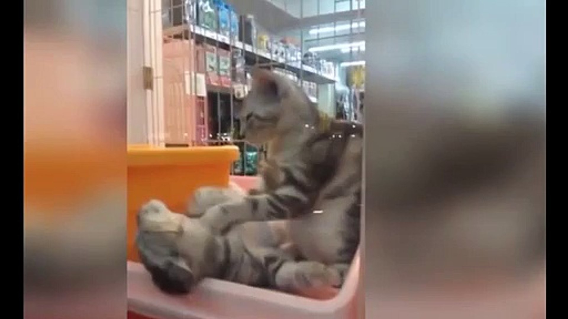 ⁣Лежите и расслабтесь !))смешные коты! смешные животные!  / fun! funny animals!  funny cats! humor!