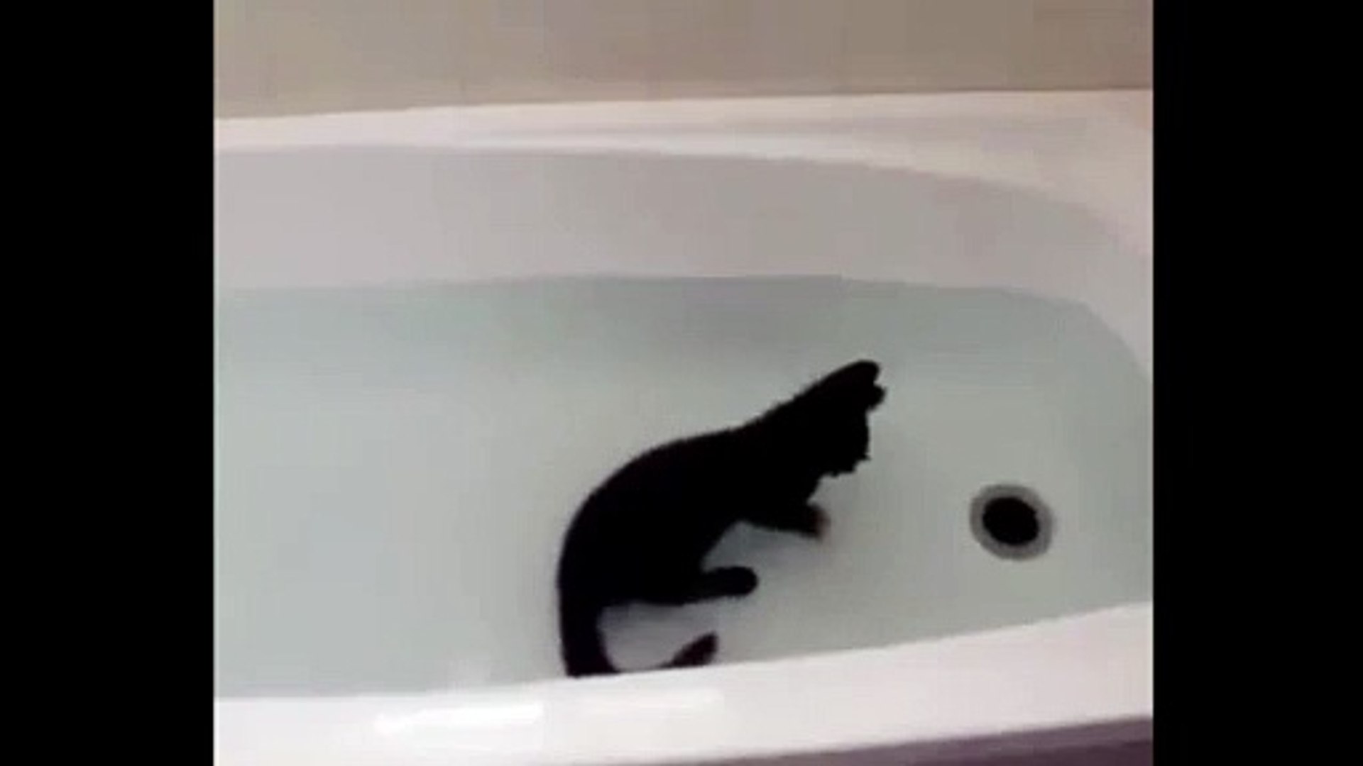 ⁣Кот  амфибия !)) смешные коты! приколы! смешные животные!  / fun! funny animals!  funny cats! humor!