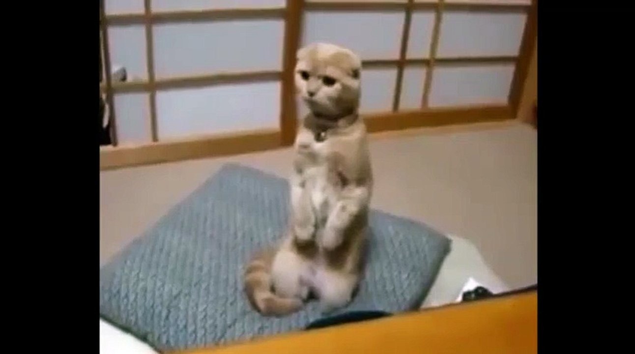 Наказали меня !))смешные коты! приколы! смешные животные!  / fun! funny animals!  funny cats! humor!