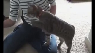 Кошачий бой с тенью !)смешные коты! смешные животные!  / fun! funny animals!  funny cats! humor!