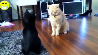 Funny Cats Compilation   Funny Videos  Funny Animals
