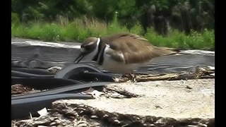 Killdeer Nesting Part 2