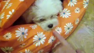 Ney, aventurillas de un bichón maltés, adventures of maltese puppy