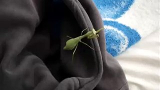 Preying Mantis Before Being Eaten