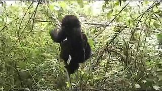 Baby gorilla playing by silverback