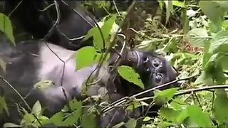 Wild Silverback Mountain Gorilla