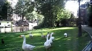 Intimidating geese