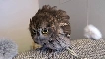 Very Cute Screech Owl Taking a Bath then Blow Dried