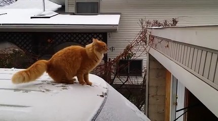 Waffles The Terrible - Funny Cat Fails Epic Jump