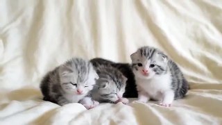 Animal funny cat : Adorable Kitten Trio Calls Out For Mother!