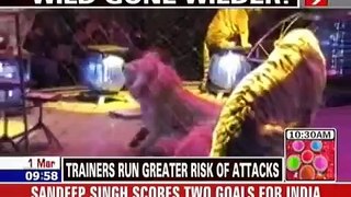 Lions attack zookeeper.