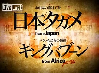 Giant Water Bug VS King Baboon Tarantula