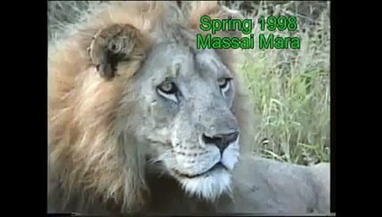 Lions cute in wild Animal funny