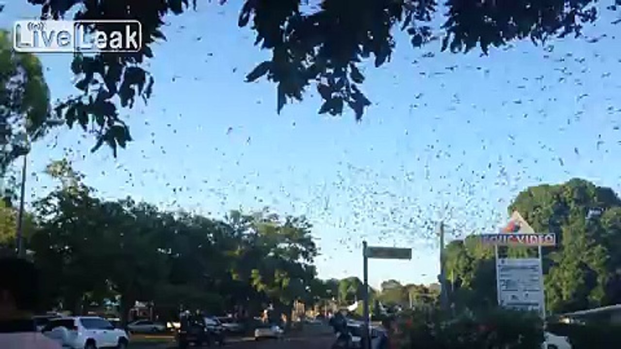 âWe can't stop here, this is bat countryâ