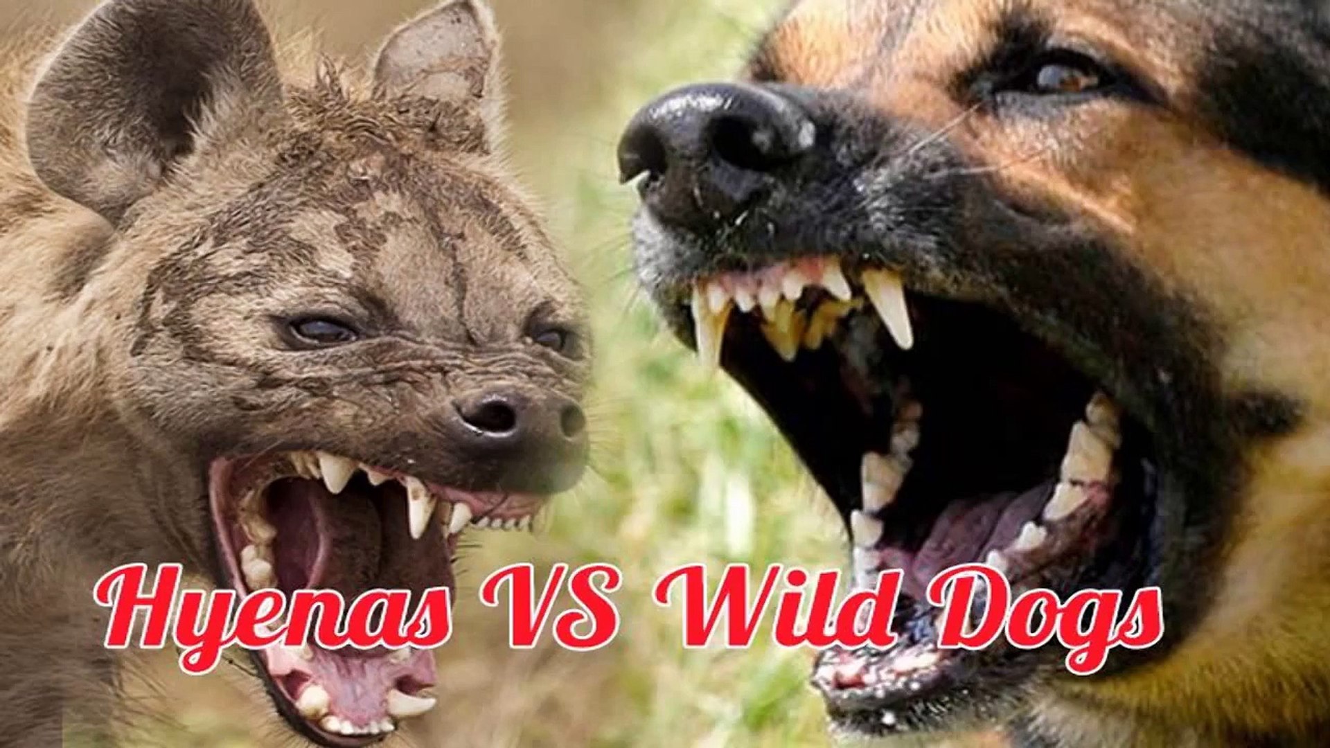 Hyena Vs Dog