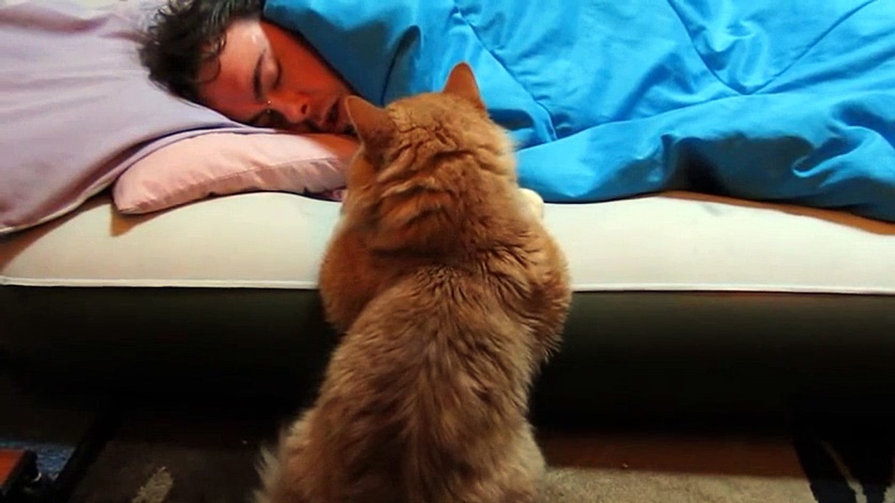 Our Funny Cat: "Why Won't He Wake Up to Play With Me?"