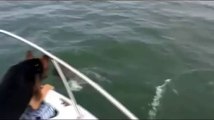 Failed Dog while trying to catch the fish at front of boat