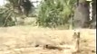 Top Cobra vs Mongoose Fight to Death - Animal Fight TV
